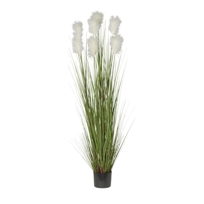 PIANTA PAMPAS X 7 CON VASO CM180